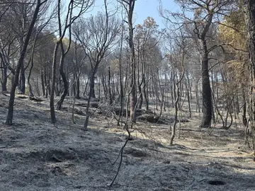 Imagen de un bosque calcinado Imagen de un bosque calcinado