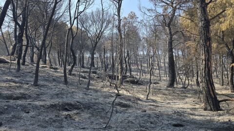 Imagen de un bosque calcinado