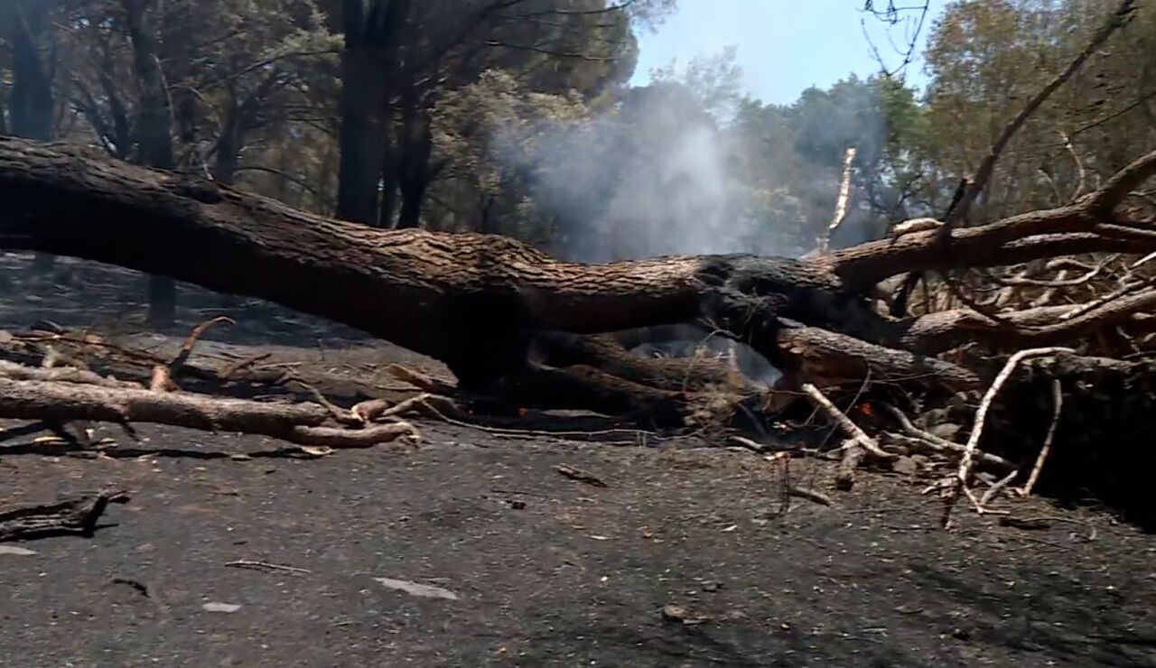 Incendios forestales