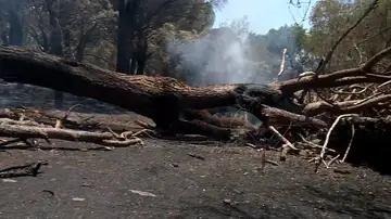Incendios forestales Incendios forestales