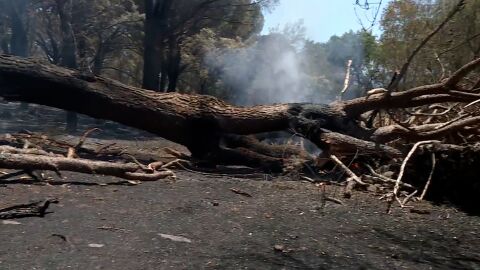 Incendios forestales