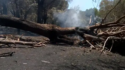 Incendios forestales Incendios forestales