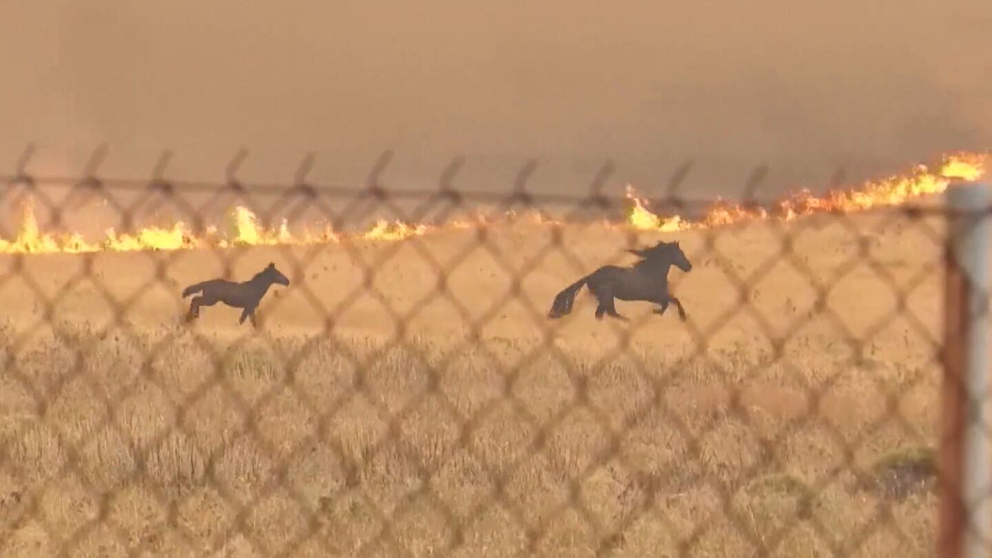 Caballos huyen del fuego en Grecia