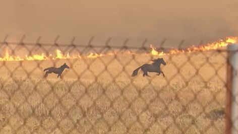 Caballos huyen del fuego en Grecia