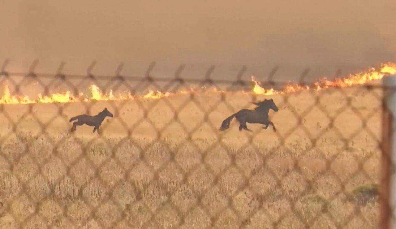 Caballos huyen del fuego en Grecia