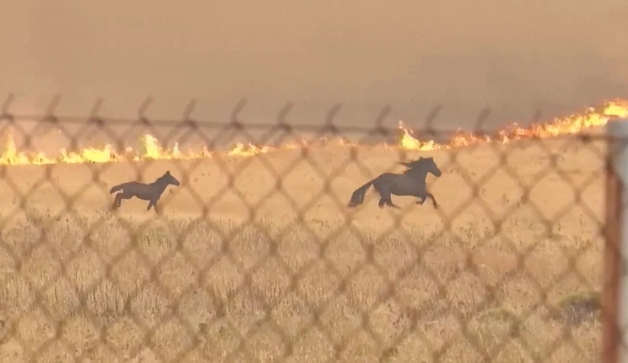 Caballos huyen del fuego en Grecia