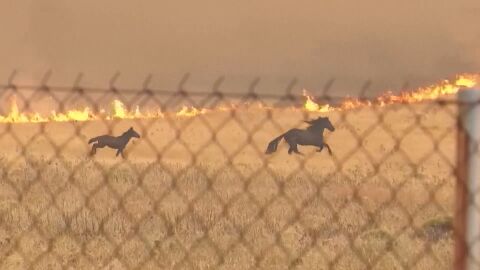 Caballos huyen del fuego en Grecia