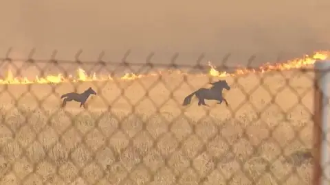 Caballos huyen del fuego en Grecia Caballos huyen del fuego en Grecia