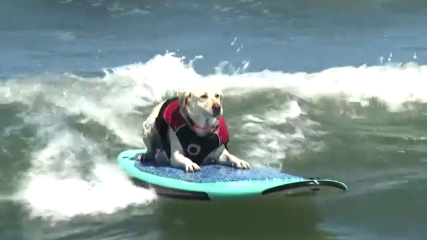 Un perro surfea una ola en el Campeonato Mundial Anual de Surf en California