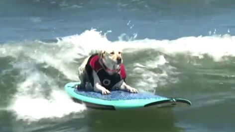 Un perro surfea una ola en el Campeonato Mundial Anual de Surf en California