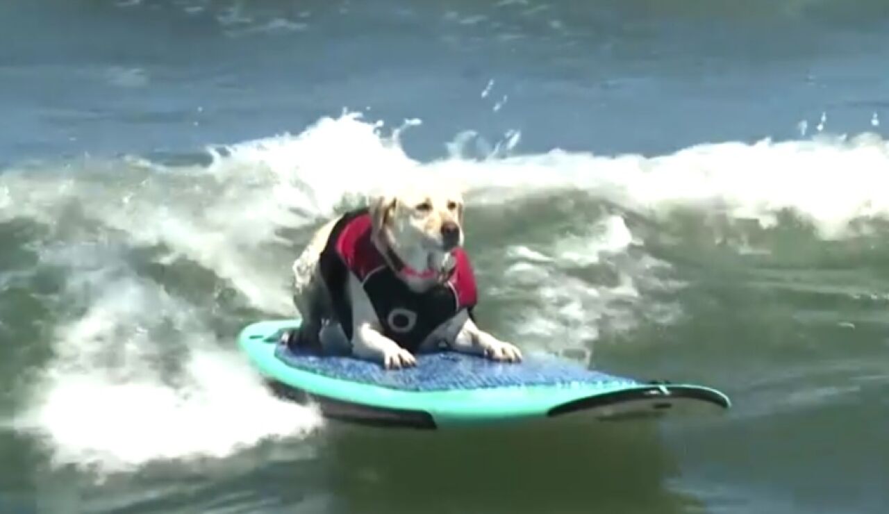 Un perro surfea una ola en el Campeonato Mundial Anual de Surf en California