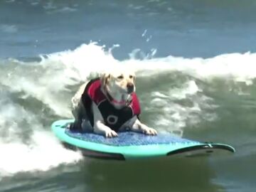 Un perro surfea una ola en el Campeonato Mundial Anual de Surf en California