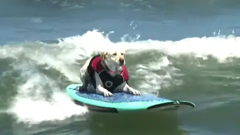 Un perro surfea una ola en el Campeonato Mundial Anual de Surf en California Un perro surfea una ola en el Campeonato Mundial Anual de Surf en California