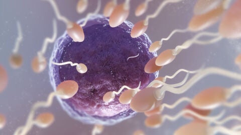Óvulo y espermatozoides