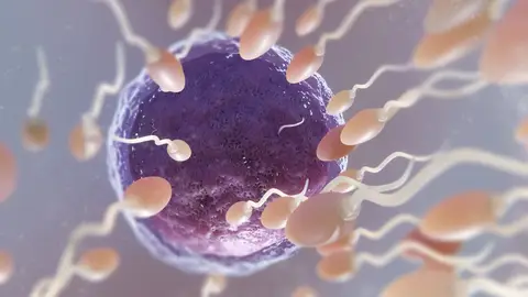 Óvulo y espermatozoides Óvulo y espermatozoides
