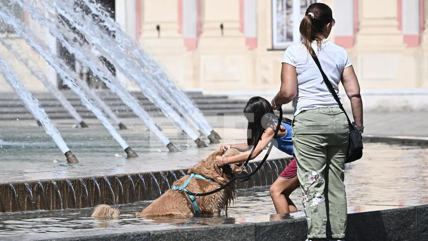 Récord histórico: Todas las ciudades italianas en alerta roja por calor extremo Un perro se refresca en la fuente de la Piazza De Ferrari, en el centro de la ciudad de Génova.