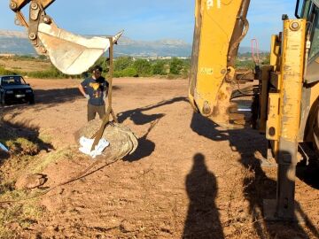 Huella de un dinosaurio gigante