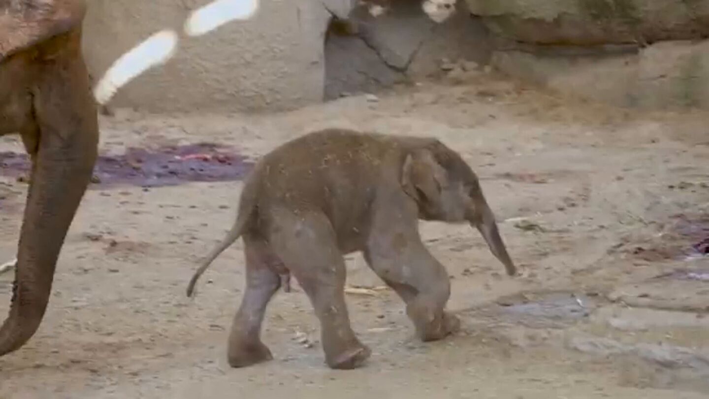 Imagen del elefante nacido en el Zoo de Madrid 