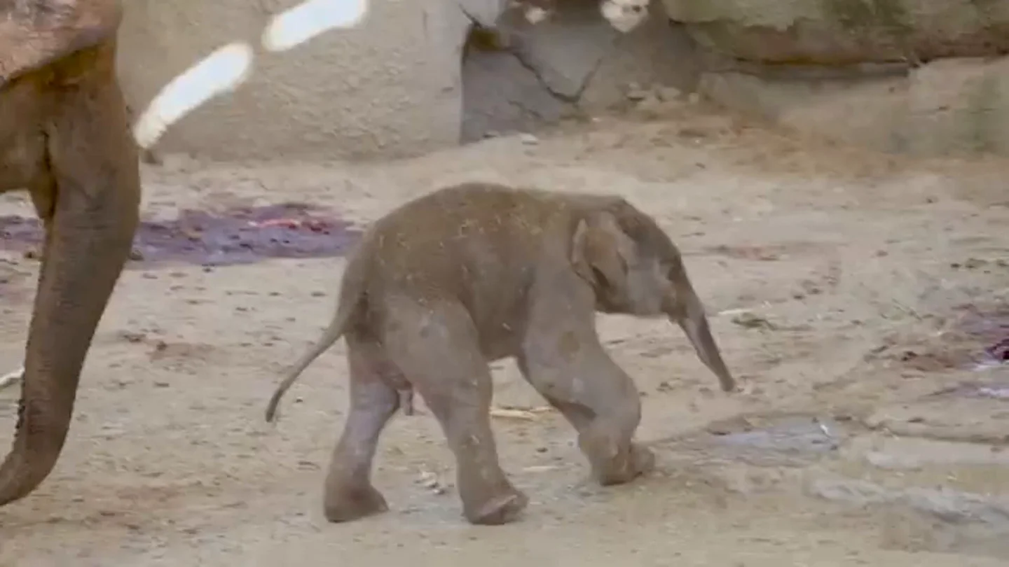 Imagen del elefante nacido en el Zoo de Madrid Imagen del elefante nacido en el Zoo de Madrid