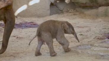 Imagen del elefante nacido en el Zoo de Madrid 