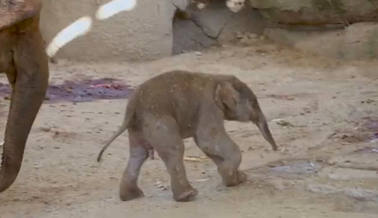 Imagen del elefante nacido en el Zoo de Madrid 