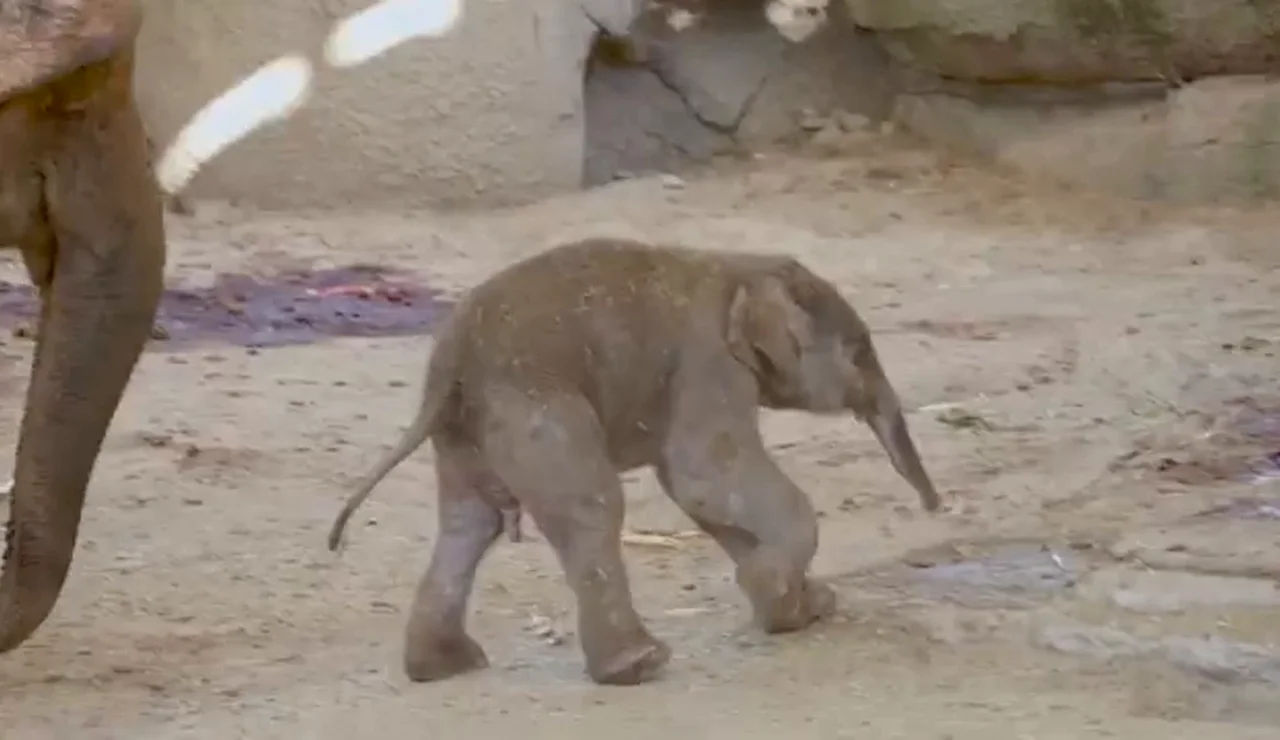 Imagen del elefante nacido en el Zoo de Madrid