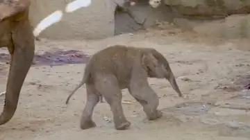 Imagen del elefante nacido en el Zoo de Madrid Imagen del elefante nacido en el Zoo de Madrid