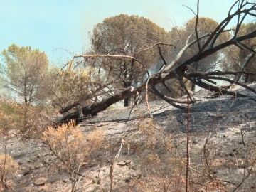 Incendio en Niebla (Huelva)