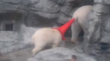 Un cachorro de oso polar