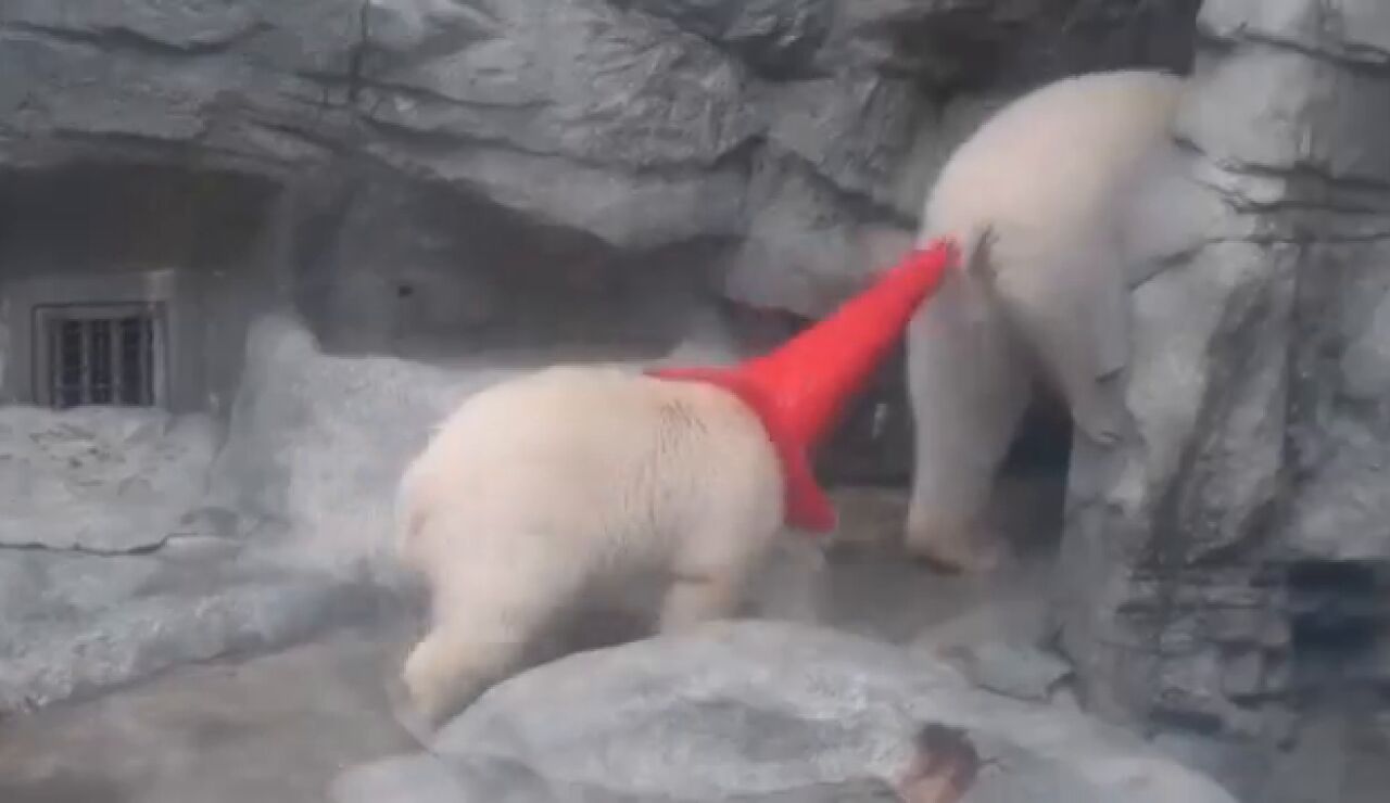 Un cachorro de oso polar
