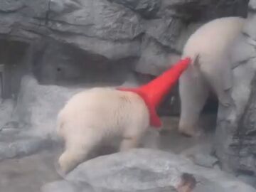 Un cachorro de oso polar