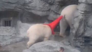 Un cachorro de oso polar