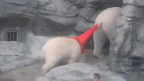 Un cachorro de oso polar Un cachorro de oso polar