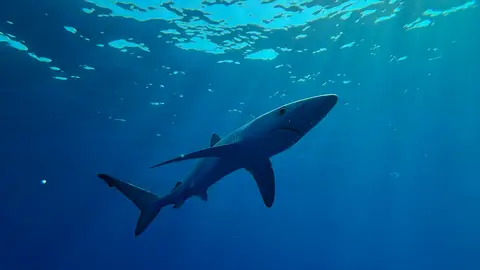 Imagen de un tiburón azul Imagen de un tiburón azul