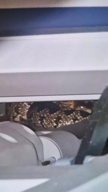 Foto de la serpiente encontrada en un hospital de Andújar