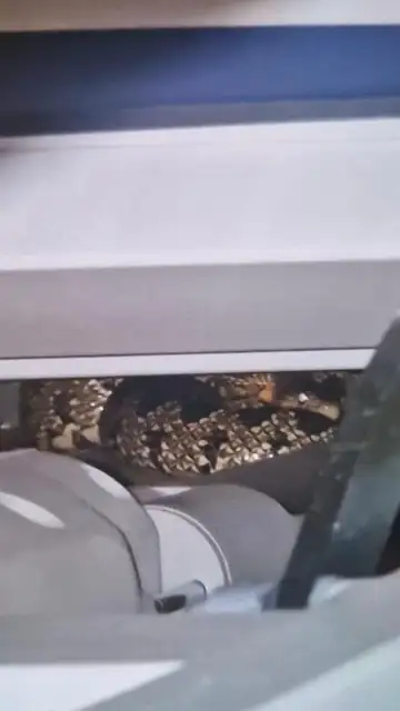 Foto de la serpiente encontrada en un hospital de Andújar Foto de la serpiente encontrada en un hospital de Andújar