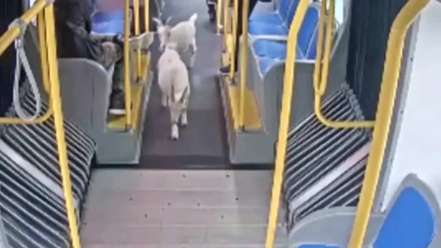 VÍDEO: El momento en el que dos cabras se cuelan en un autobús urbano VÍDEO: El momento en el que dos cabras se cuelan en un autobús urbano