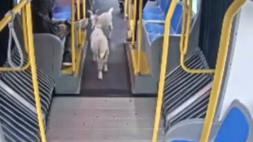 V&Iacute;DEO: El momento en el que dos cabras se cuelan en un autob&uacute;s urbano