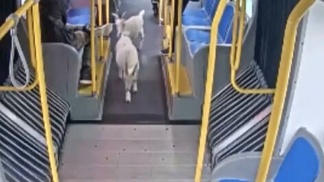 V&Iacute;DEO: El momento en el que dos cabras se cuelan en un autob&uacute;s urbano