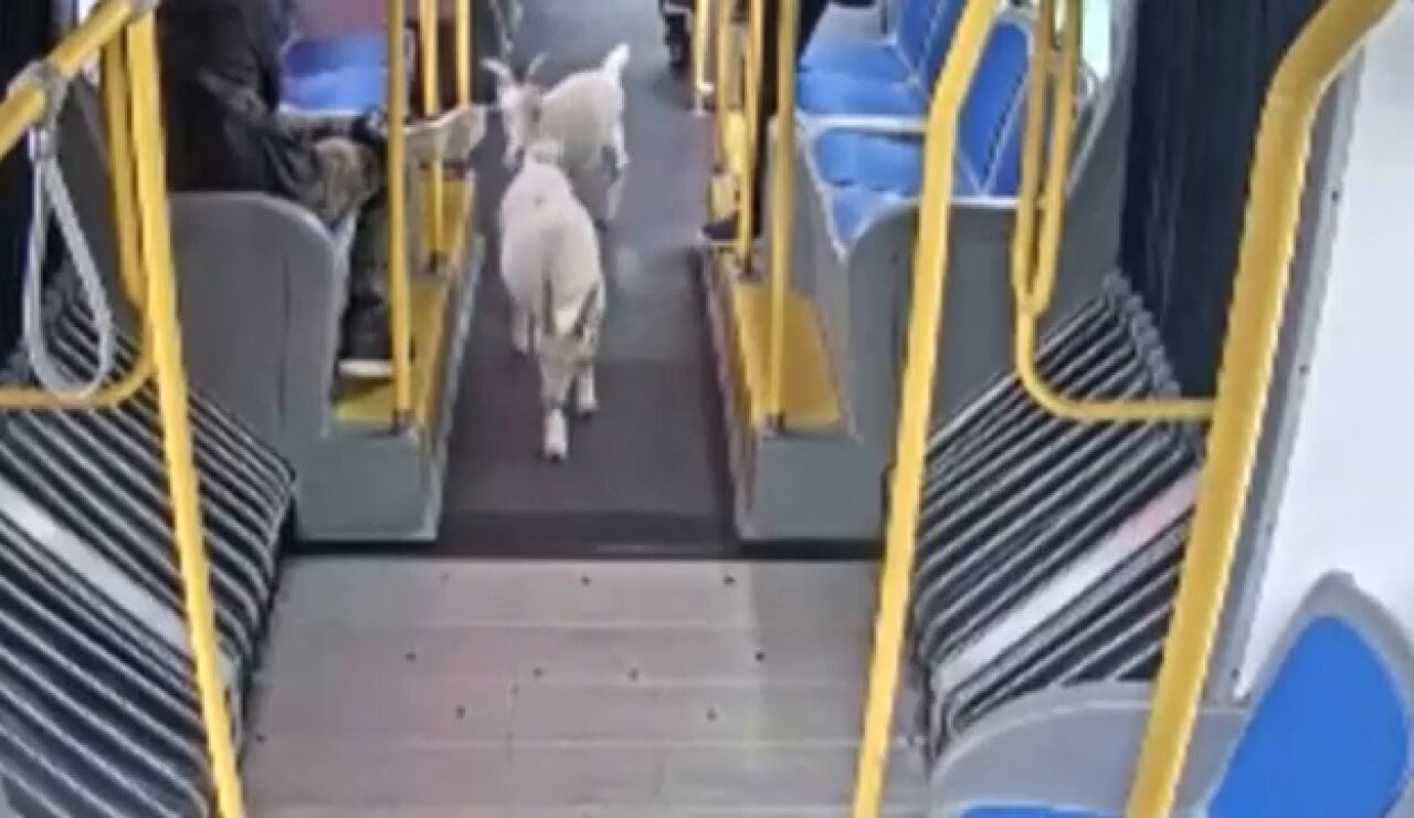 V&Iacute;DEO: El momento en el que dos cabras se cuelan en un autob&uacute;s urbano