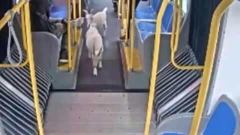 V&Iacute;DEO: El momento en el que dos cabras se cuelan en un autob&uacute;s urbano