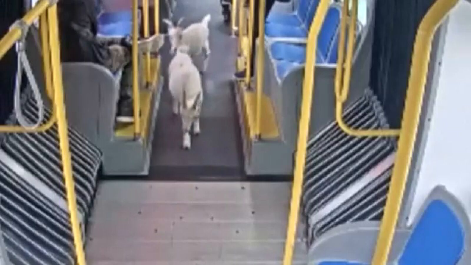 VÍDEO: El momento en el que dos cabras se cuelan en un autobús urbano