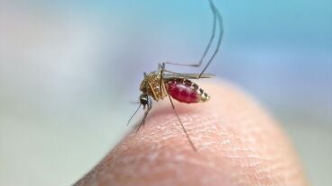 Imagen de archivo de un mosquito.