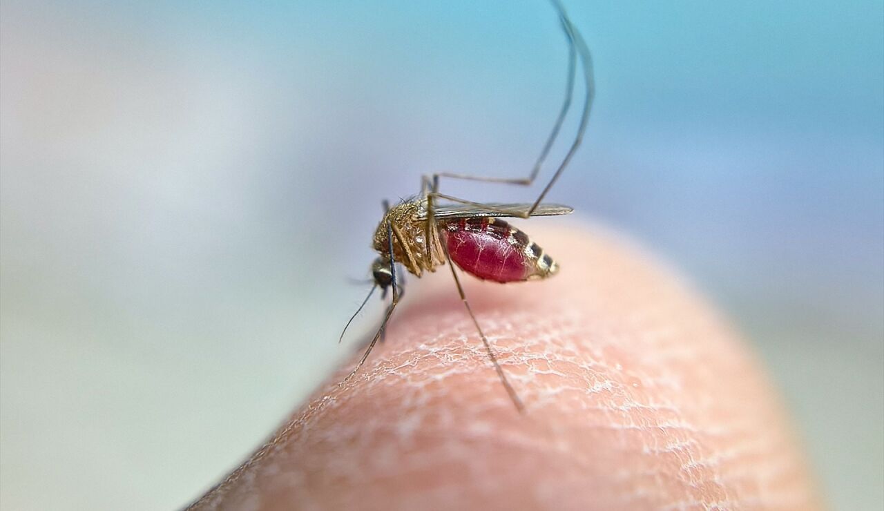 Imagen de archivo de un mosquito.