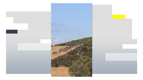 Decenas de inmigrantes intentan cruzar irregularmente la frontera entre Ceuta y Marruecos.