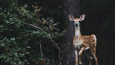Ciervo en un bosque