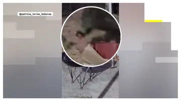 La jabalina Sofía La jabalina Sofía