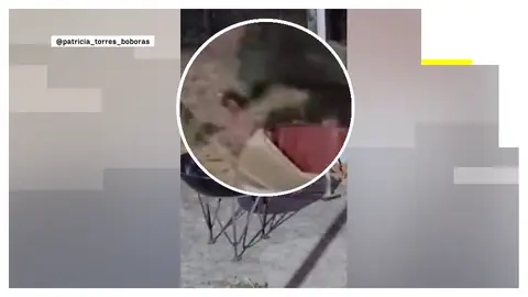 La jabalina Sofía Antena 3 Noticias