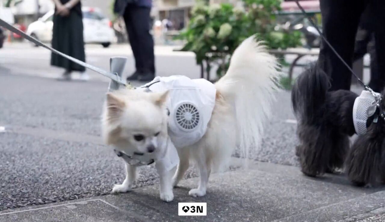 Jap&oacute;n busca aliviar el calor de sus mascotas con chalecos refrigerantes de doble ventilador