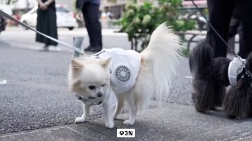 Jap&oacute;n busca aliviar el calor de sus mascotas con chalecos refrigerantes de doble ventilador